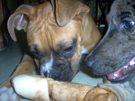 Sharing a bone with Banshee