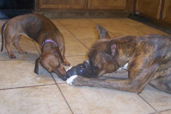 Sharing a Kong.....