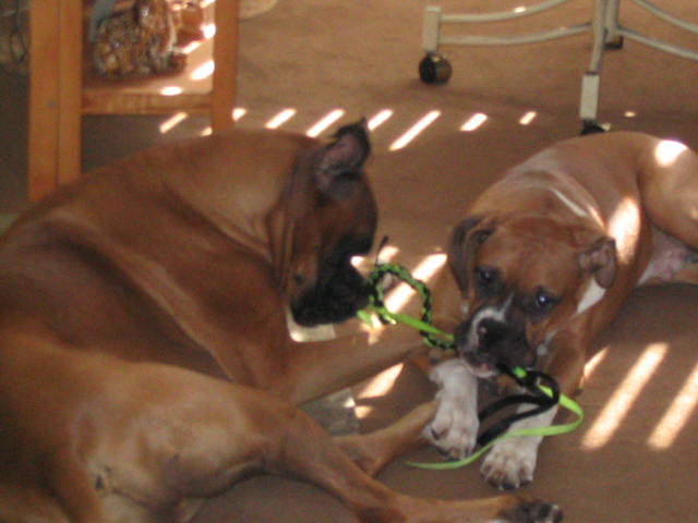 Sharing a Toy