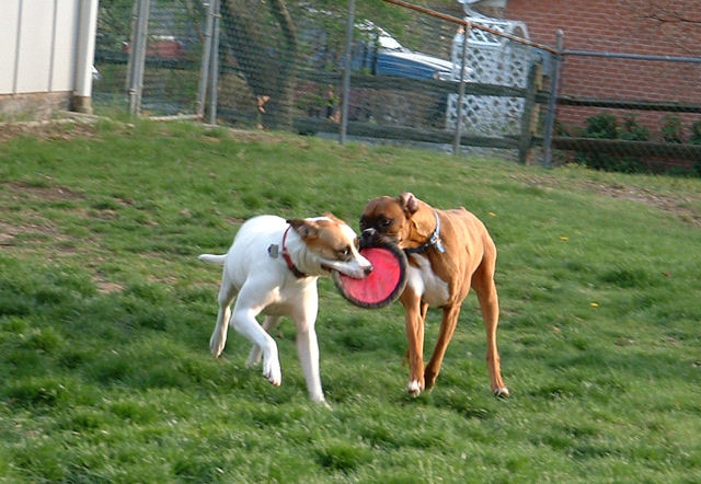 Sharing Frisbee