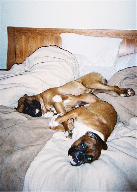 Sharing the bed