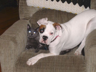 sharing the chair with kitty