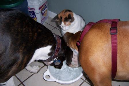 Sharing