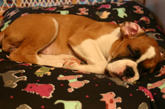 she always has a flipped up ear...