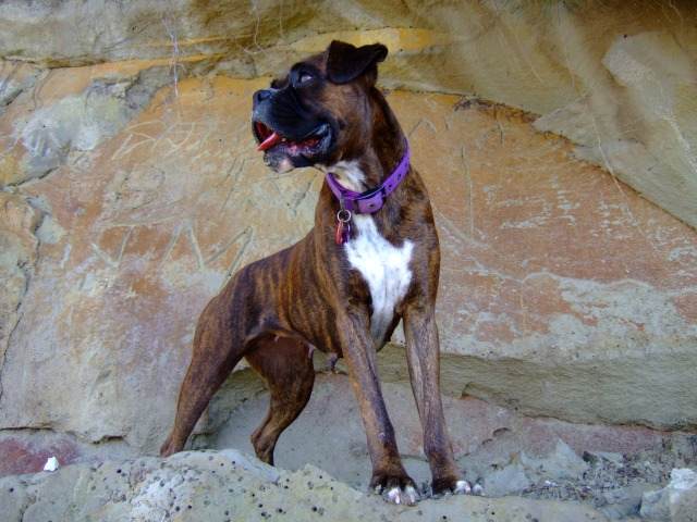 She likes to climb things