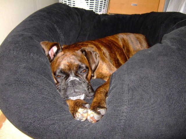 She LOVES her bean bag