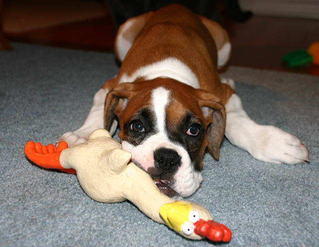 she loves her chicken