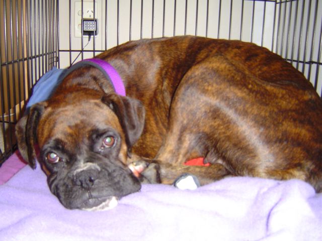 She loves her crate