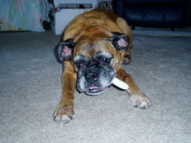 She really likes her raw hide