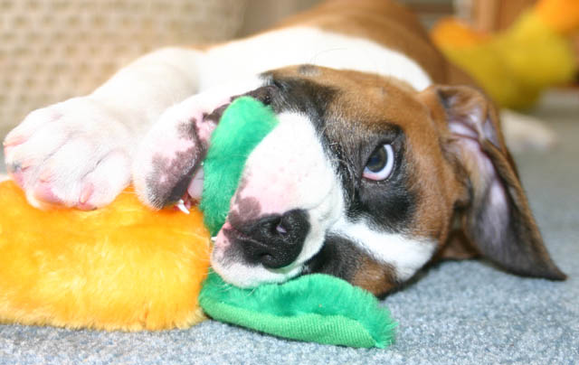 she REALLY loves that carrot