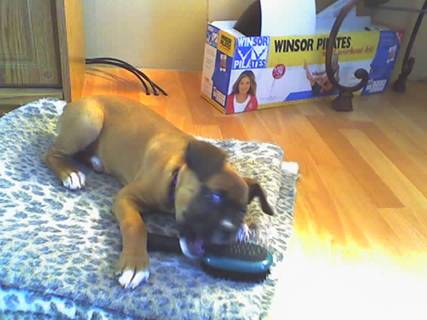 Sheba 9 1/2 weeks!