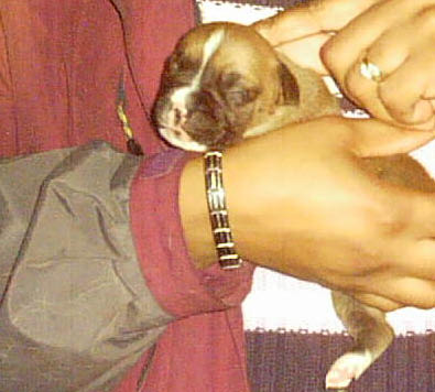Sheeba