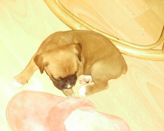 Sheeba