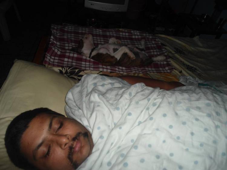 shehzada