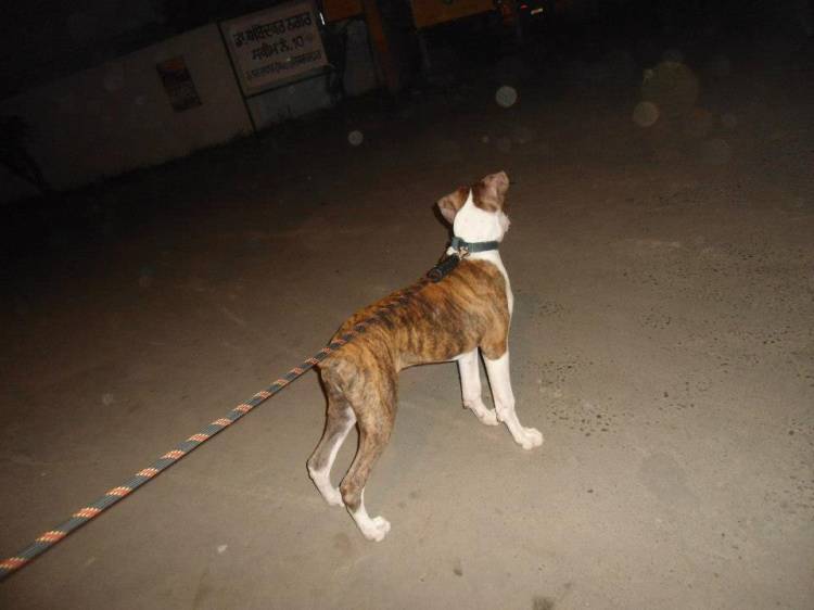 shehzada