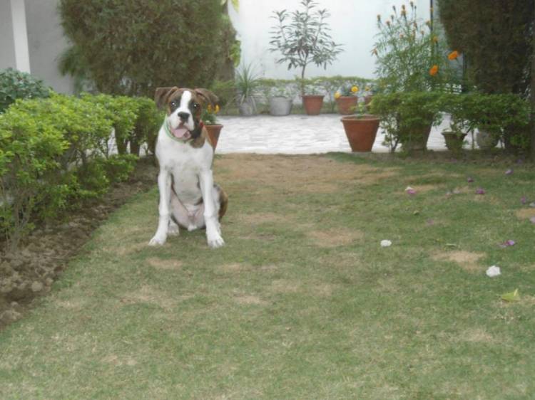 shehzada
