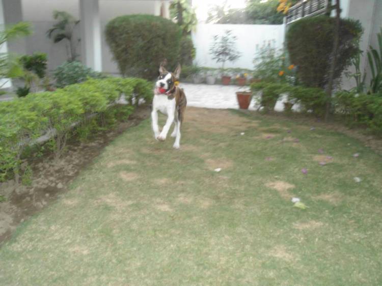 shehzada