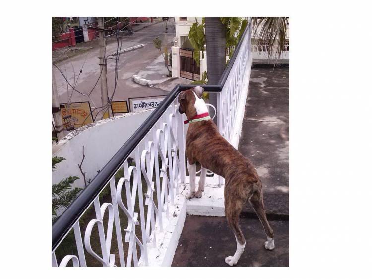 shehzada!!