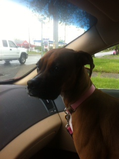 Shelby @ 5.5 months.