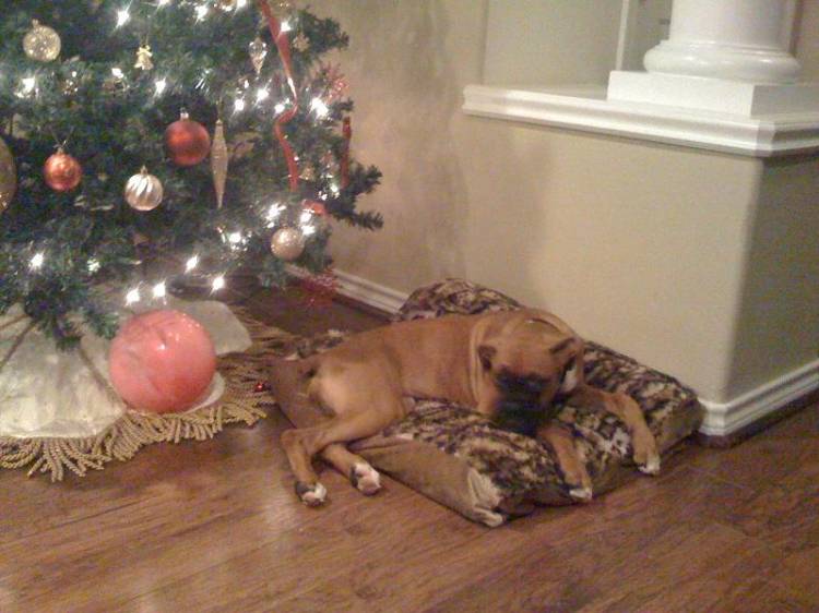 Shelby Christmas