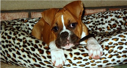 Shelby in her new bed!
