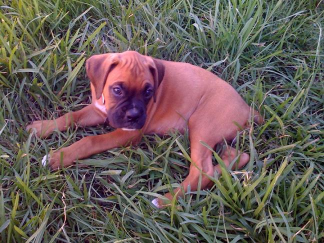 Shelby laying in the grass