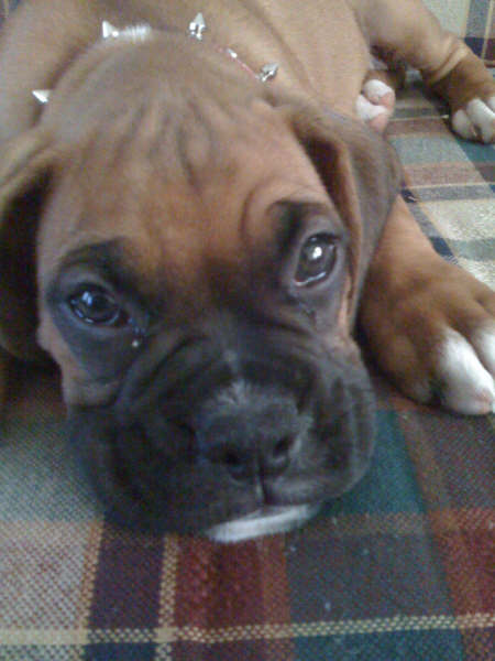 Shelby laying on the couch