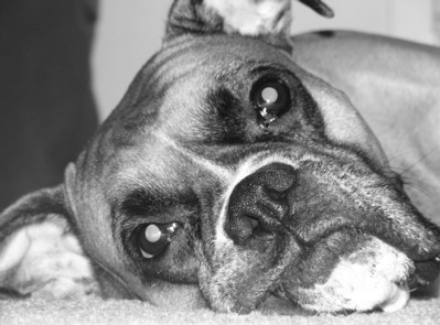 Shelby_face