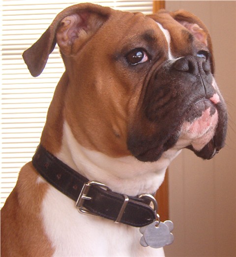 Shelby's Head shot