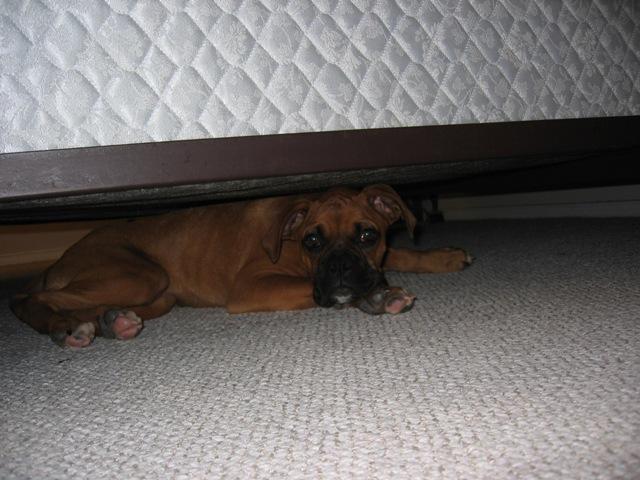 She'll never find me under here!