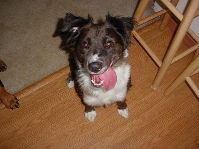 Shelly