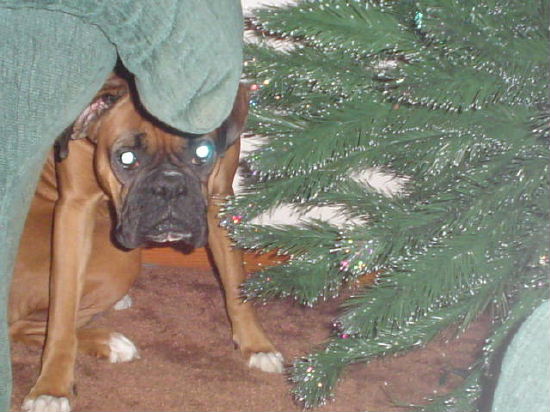 shh.. i'm hiding behind the tree!!!