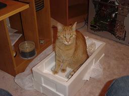 Shilo (aka Kitty)