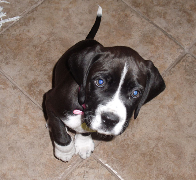 Shiloh