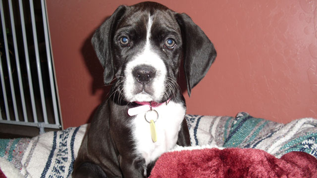 shiloh1