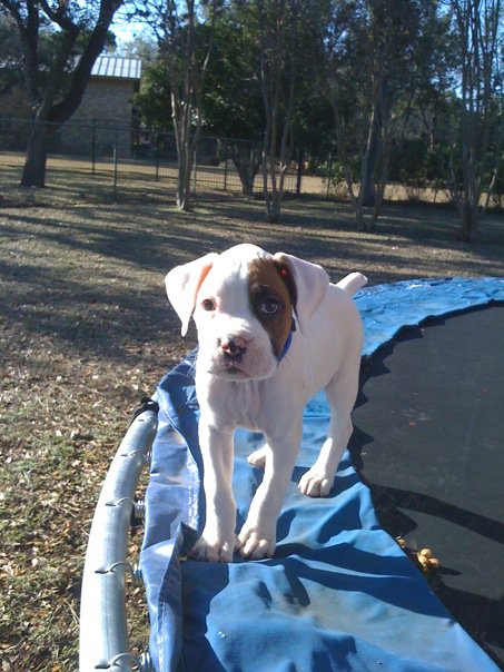 shiner_1