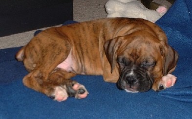 Shiva Sleeping