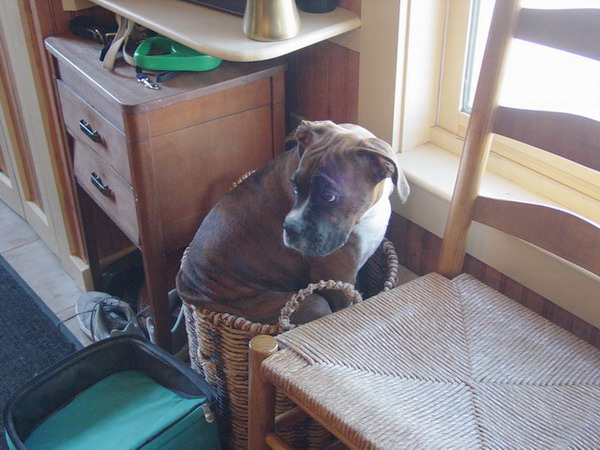 Shoe Basket