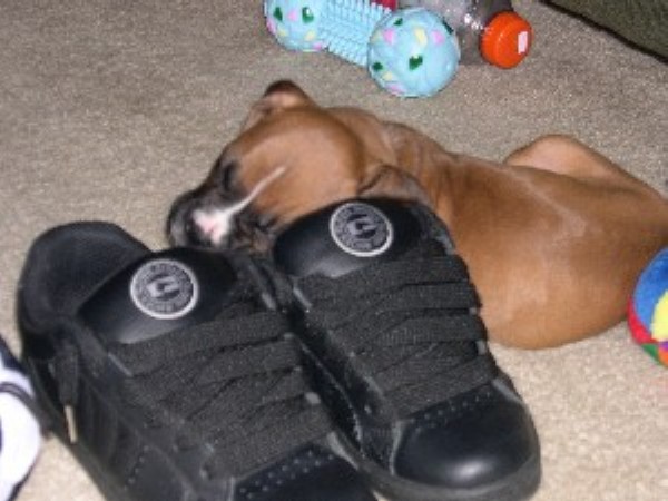 shoe1