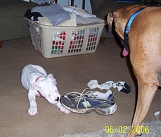 shoe_sized