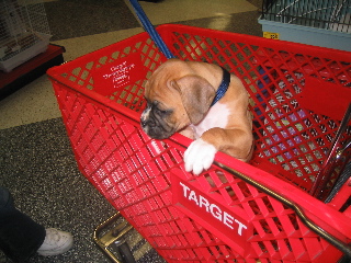 Shopping The Day Away