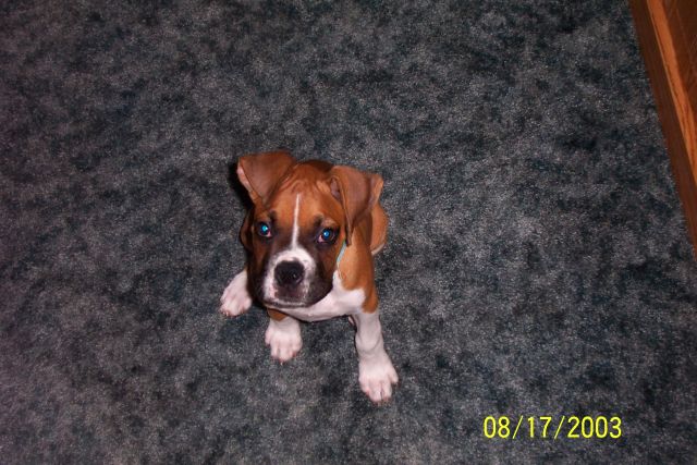 shorty