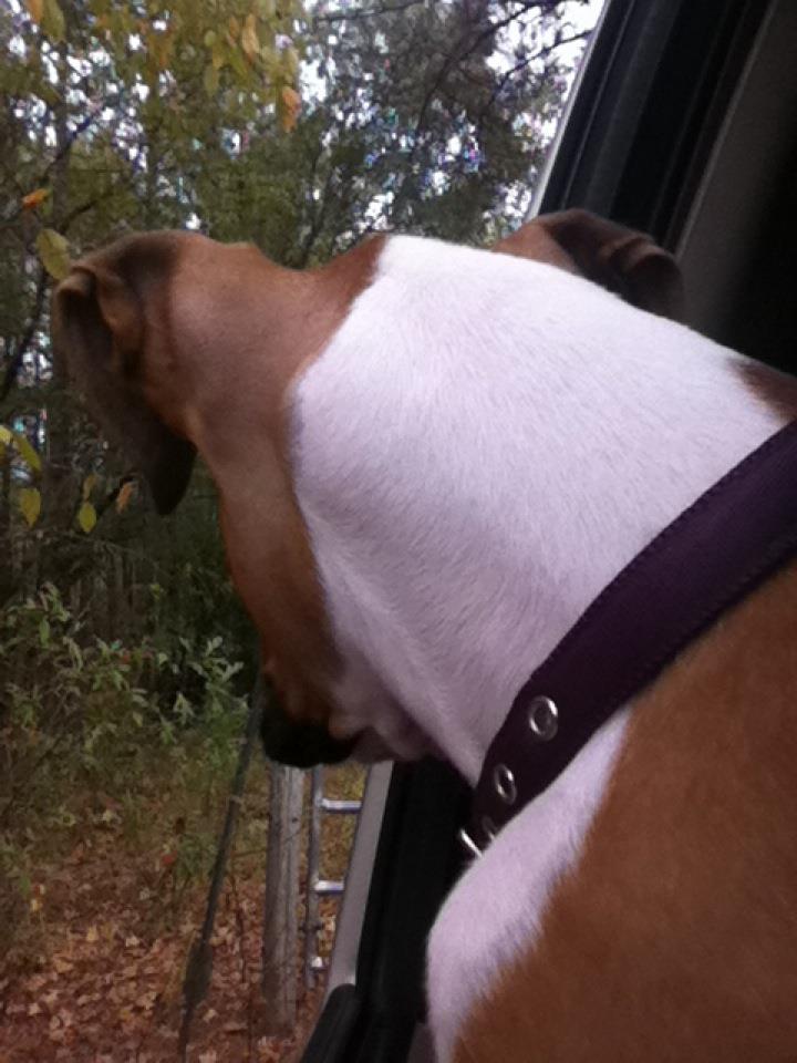 Shotgun!