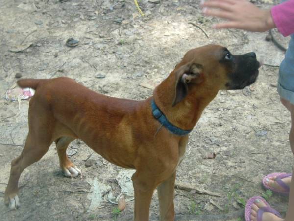 Shotze's "buddy" Junior