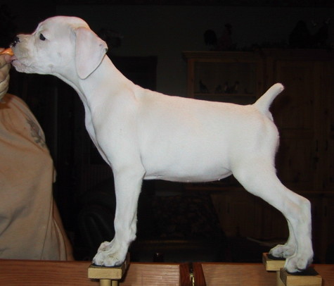 Show Dog!