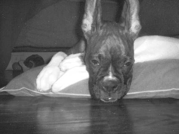 Show ears