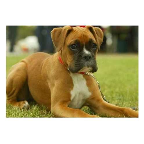 showing of her "drop"