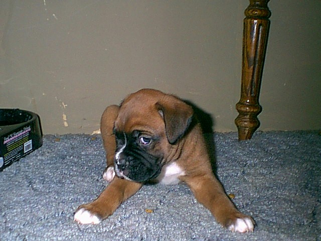 shy bud on his first day home.