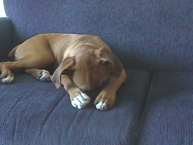 shy girl maya