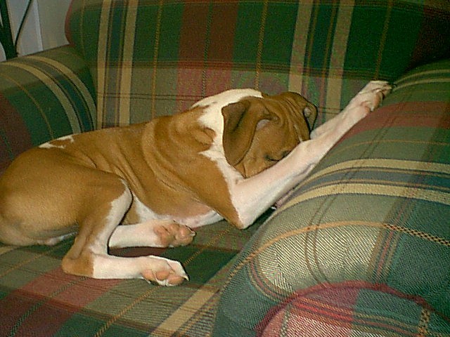 Shy Sampson